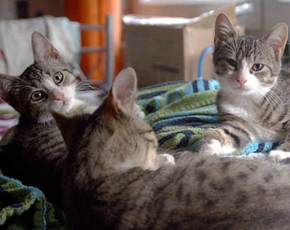 Ernie und Bert Ernie und Bert