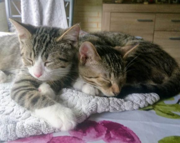 Ernie und Bert Ernie und Bert