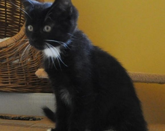 Shifu, Kai, Tigress und Wuxi