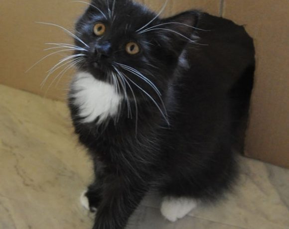 Shifu, Kai, Tigress und Wuxi