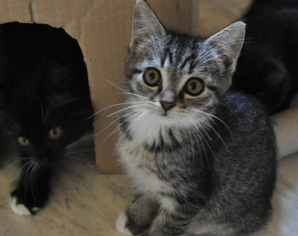 Shifu, Kai, Tigress und Wuxi