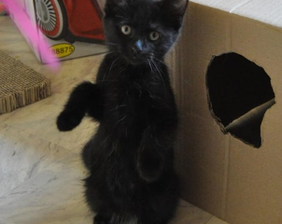 Shifu, Kai, Tigress und Wuxi