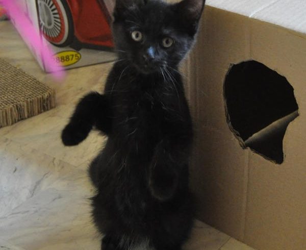 Shifu, Kai, Tigress und Wuxi