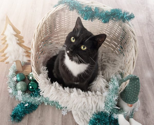 Es weihnachtet bald: Einladung zum Adventsbasar