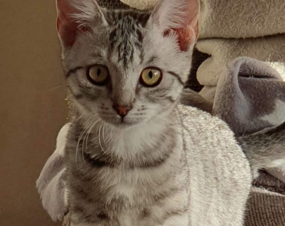 Nodin und Namida Nodin und Namida