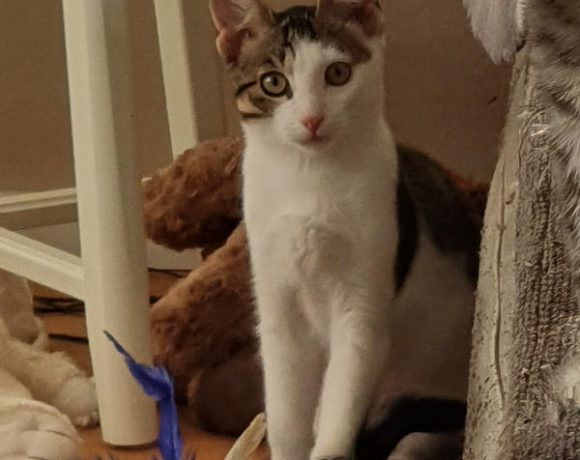 Nodin und Namida Nodin und Namida