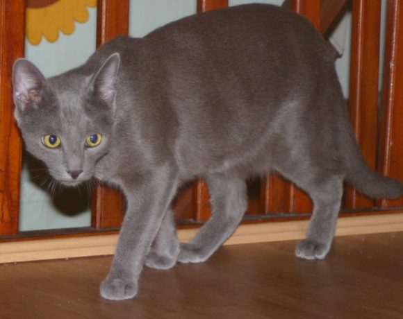 Brombeerchen und Blaubeerchen