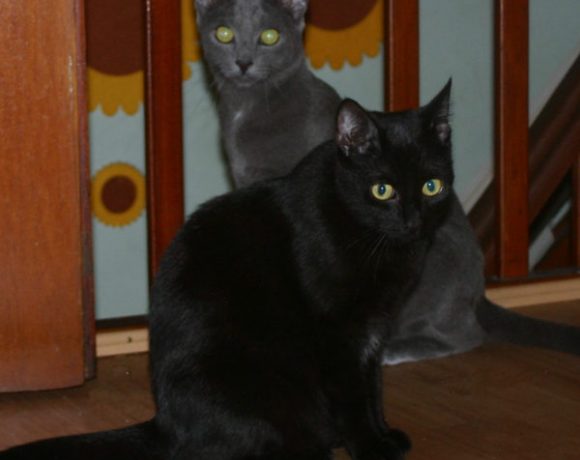 Brombeerchen und Blaubeerchen