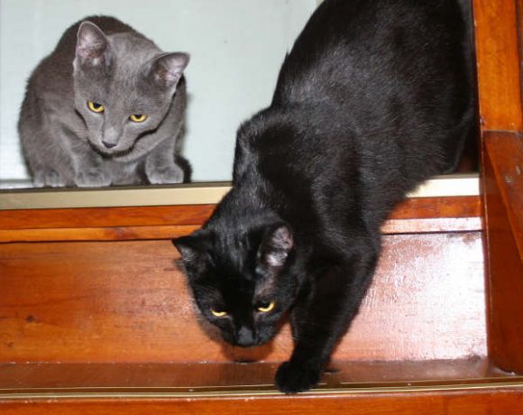 Brombeerchen und Blaubeerchen