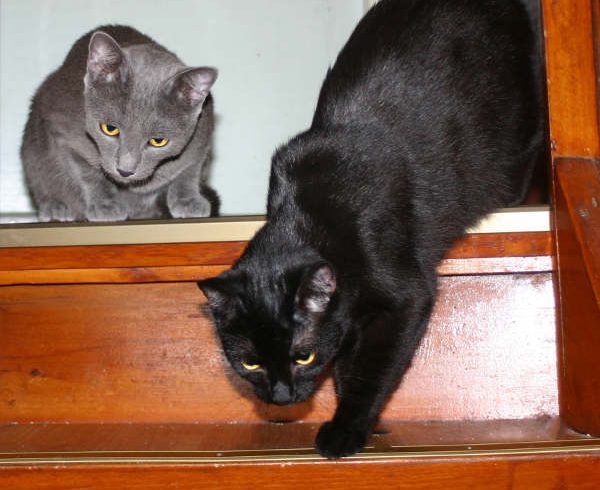 Brombeerchen und Blaubeerchen