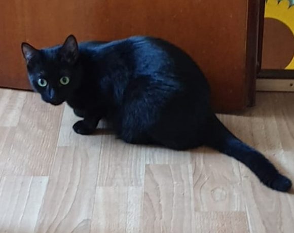 Brombeerchen und Blaubeerchen