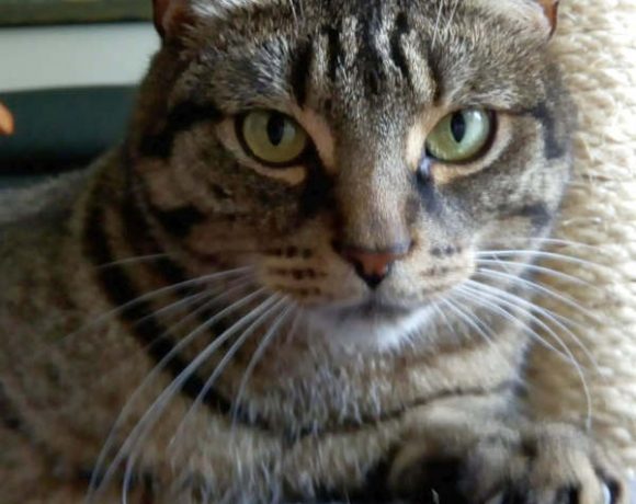 Max