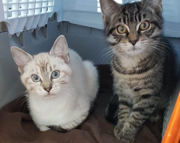 Hazel und Kuro Hazel und Kuro