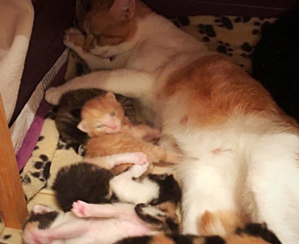 Kittenflut beim Katzenschutz Bonn/Rhein-Sieg e.V. Kittenflut beim Katzenschutz Bonn/Rhein-Sieg e.V.