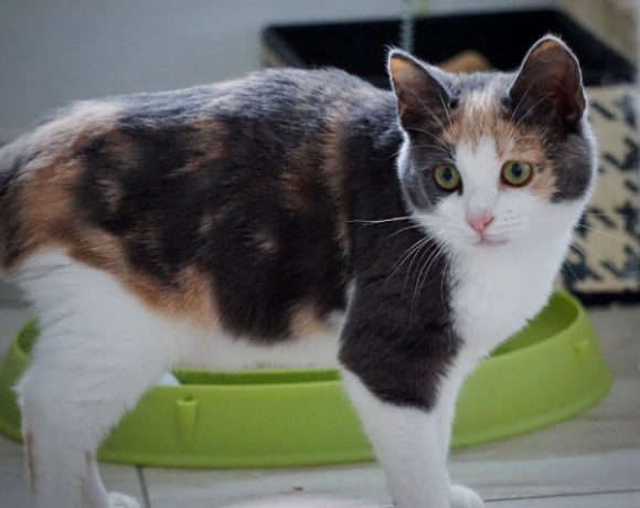 Griselda und Minka Griselda und Minka