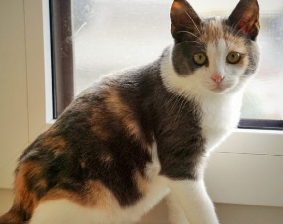 Griselda und Minka Griselda und Minka