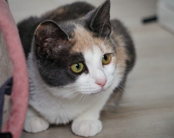 Griselda und Minka Griselda und Minka