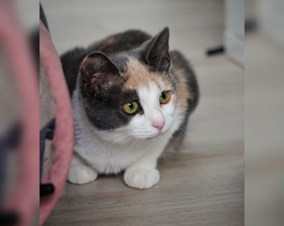 Minka und Snowball