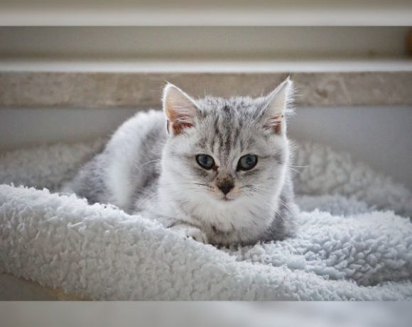 Minka und Snowball