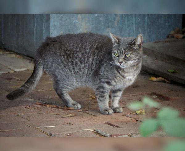 Kalendertürchen 7 – Lizzys Wunsch Kalendertürchen 7 – Lizzys Wunsch