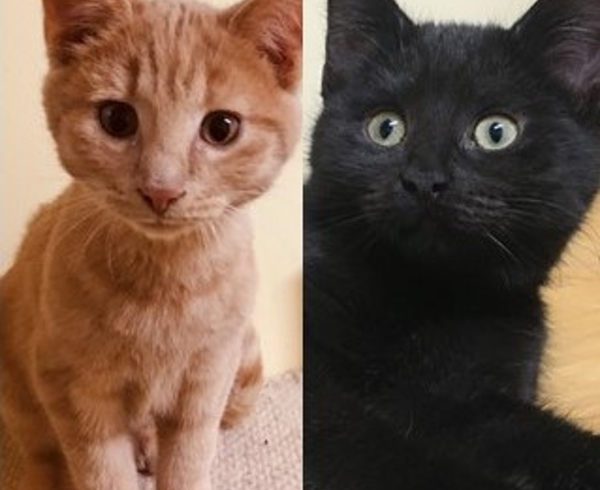 Clementine und August