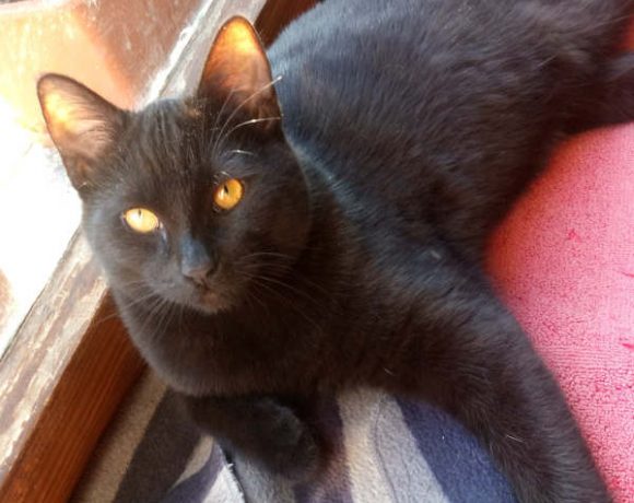 Mogli und Happy Mogli und Happy