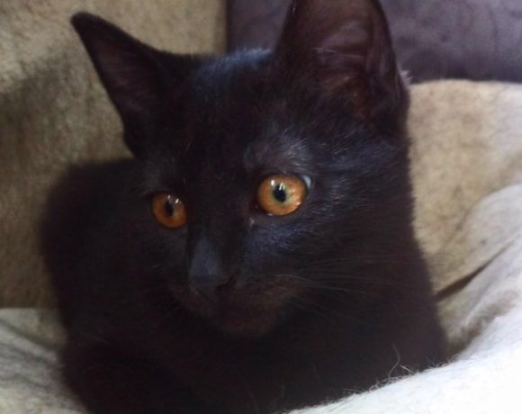 Mogli und Happy Mogli und Happy