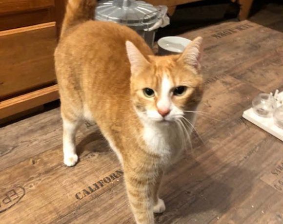 Bonny und Clyde Bonny und Clyde