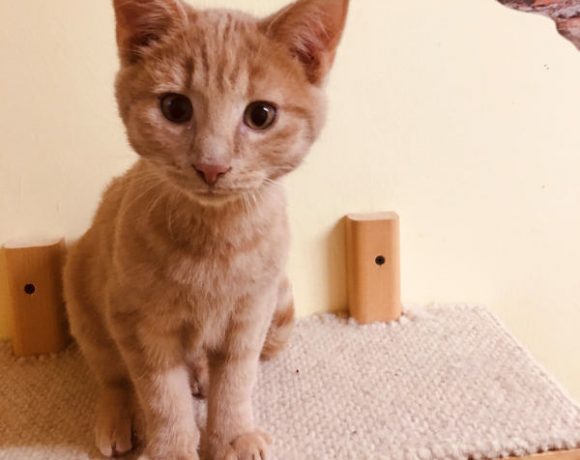 Clementine und August