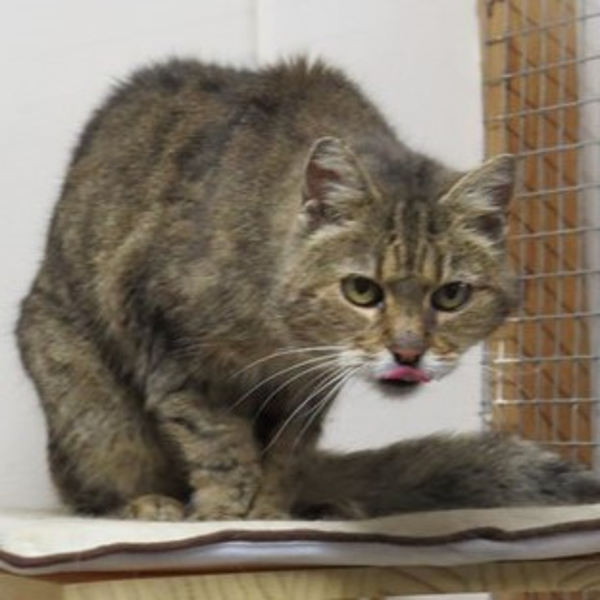 Aktuelles Katzenschutz Bonn Rhein Sieg Ev