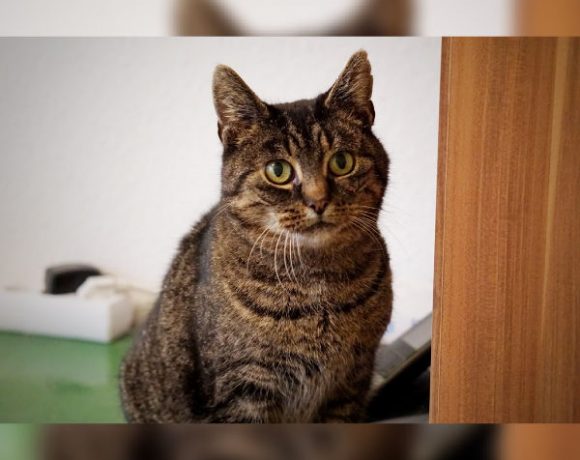 Bianca, genannt Bibi Bianca, genannt Bibi