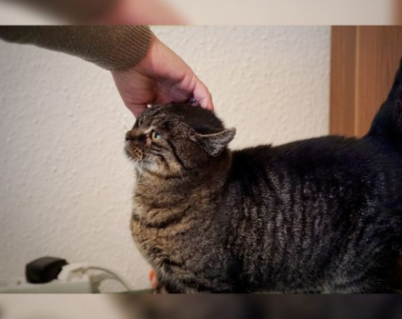 Bianca, genannt Bibi Bianca, genannt Bibi