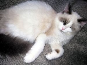 Benjamin von Waldorf