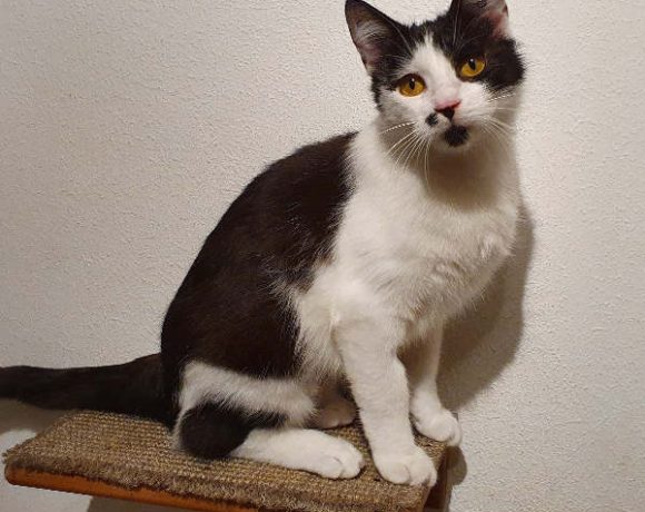 Bella