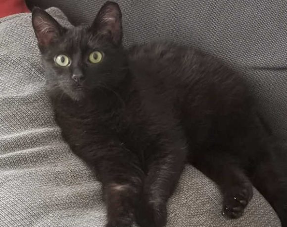 Zumsel und Oreo