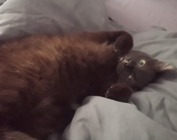 Zumsel und Oreo