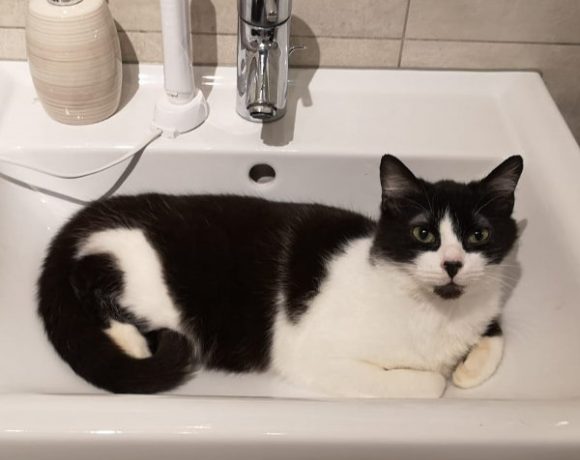 Zumsel und Oreo