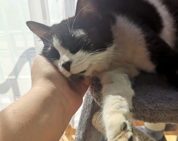 Zumsel und Oreo
