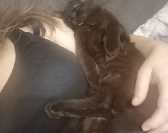 Zumsel und Oreo