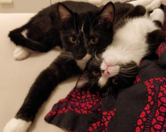 Sammy und Luna