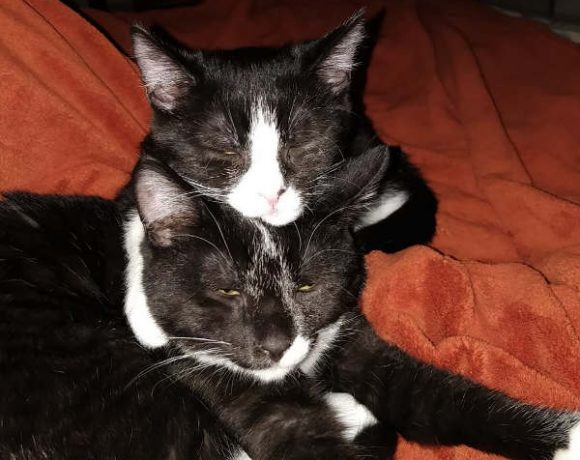 Sammy und Luna