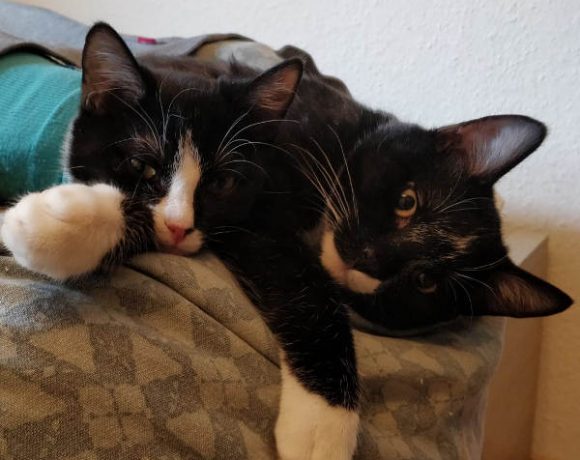 Sammy und Luna