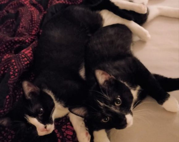 Sammy und Luna