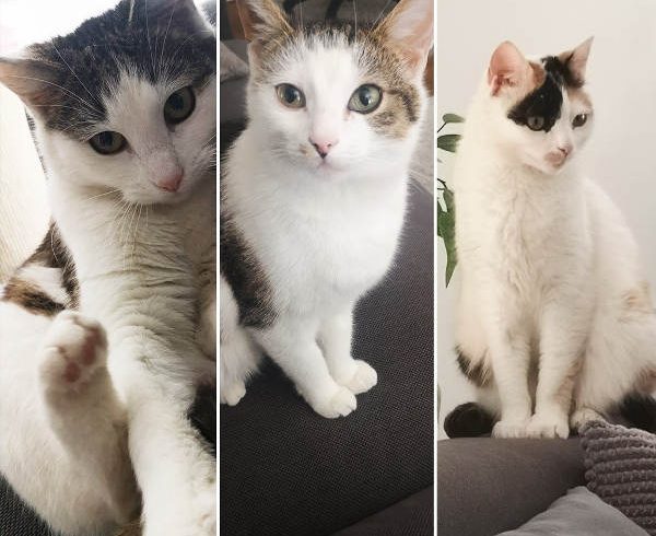 Yumi, Kiana und Penny