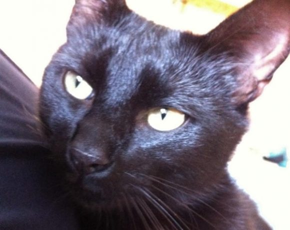 Blacky