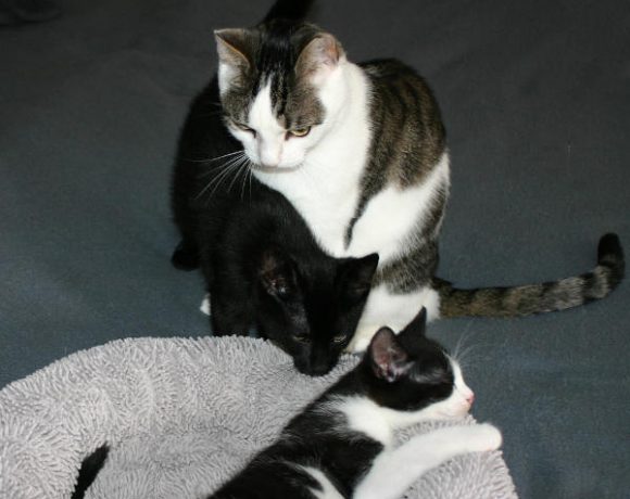 Nero und Krapotke