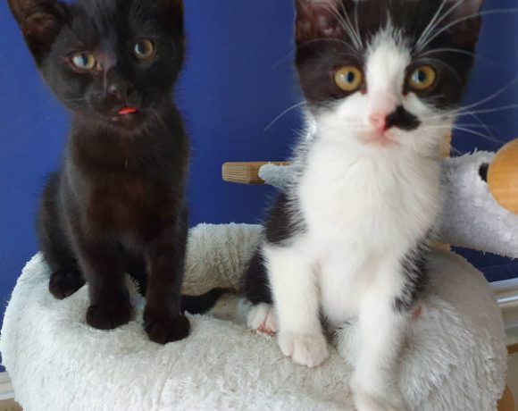 Nero und Krapotke
