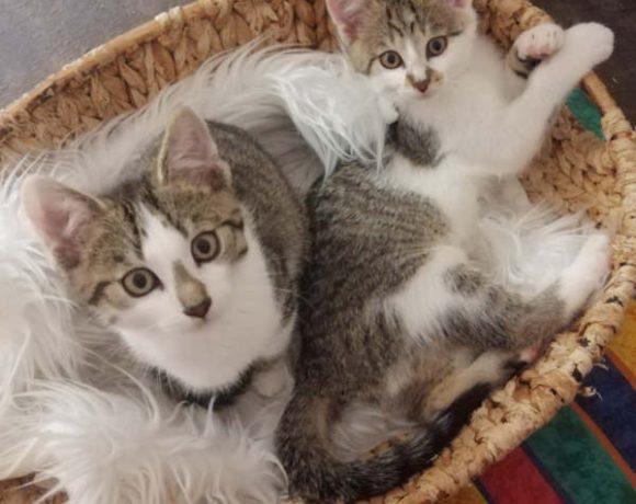 Nala und Yoshi Nala und Yoshi