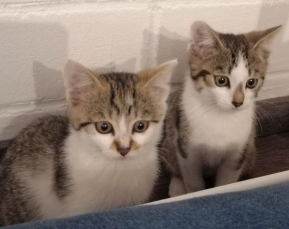 Nala und Yoshi Nala und Yoshi