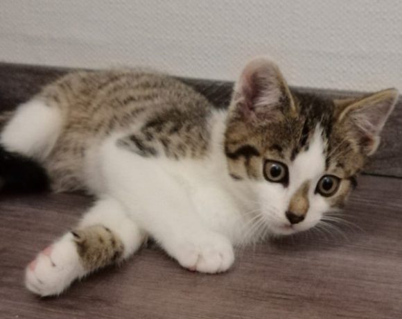 Nala und Yoshi Nala und Yoshi